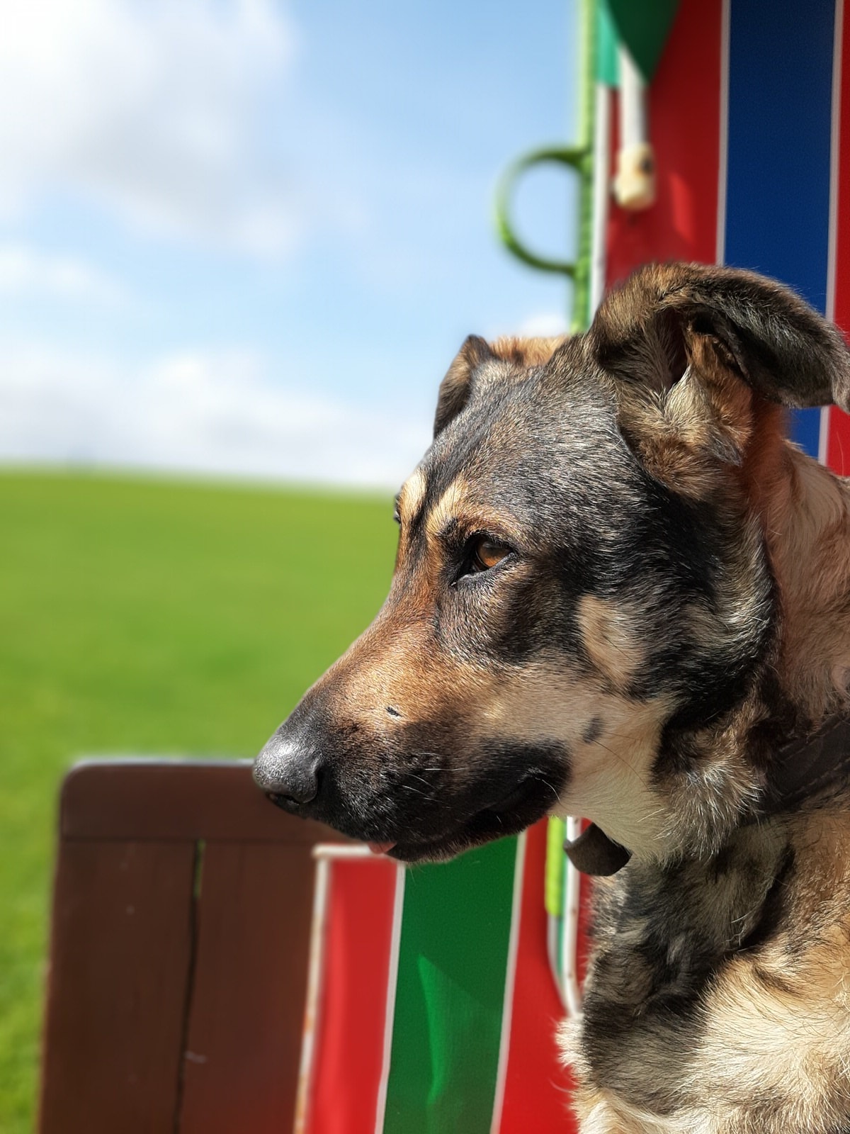 nordsee-hund-deich-wiese